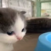 Miomio