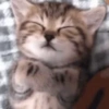 Miomio