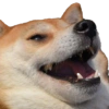 Doge meme