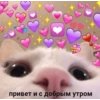 قطة محبة