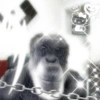 قردة مضحكة (r4kc9z77n9)