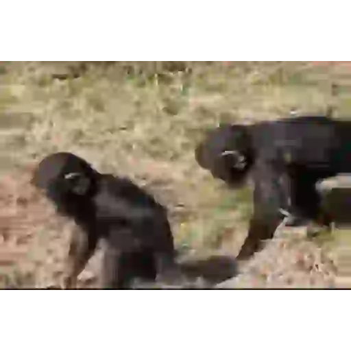 حيوانات مضحكة (f7zjd2pt8k)