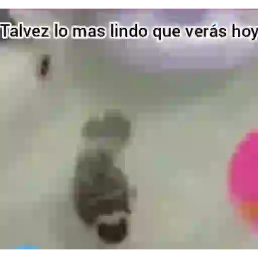 Talvez lo mas lindo que verás hoy (38fx7wn54m)
