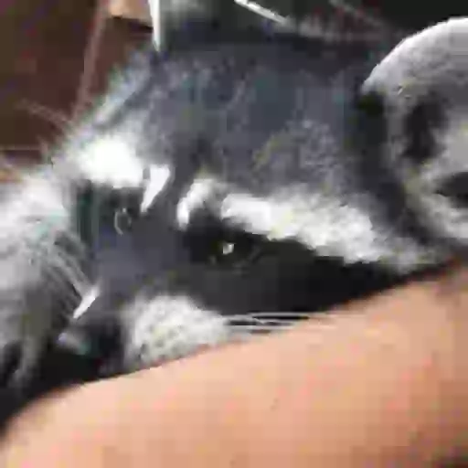 raccoon (fzyth5vr4q)