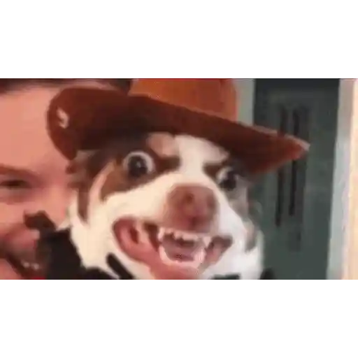 تجميع الكلاب الشجعان (3f7pd4jgy2)
