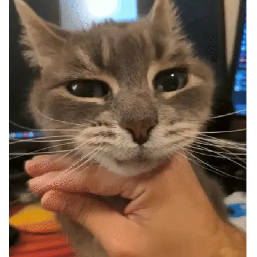 حيوانات مضحكة 🐾 (z9sktgr37x)