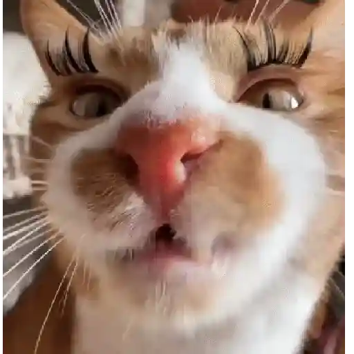 حيوانات مضحكة 🐾 (th6gcp2qnz)