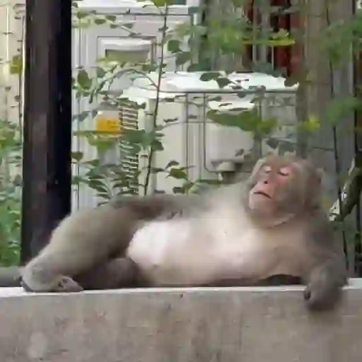 Monky reacciones  (bknmctg6yd)