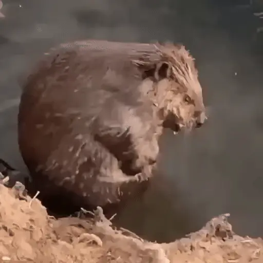 حيوانات مضحكة 🐾 (8tcdwqysz4)
