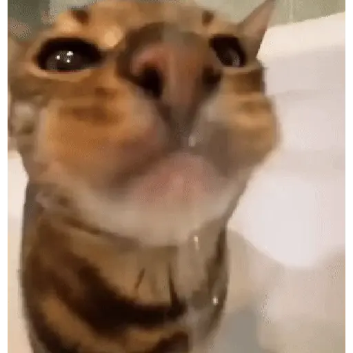 حيوانات مضحكة 🐾 (q9xd6cpmk7)