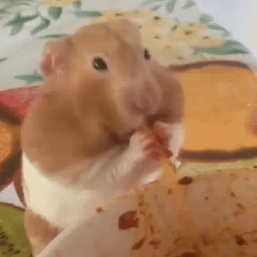 حيوانات مضحكة 🐾 (23dkp8m7qn)