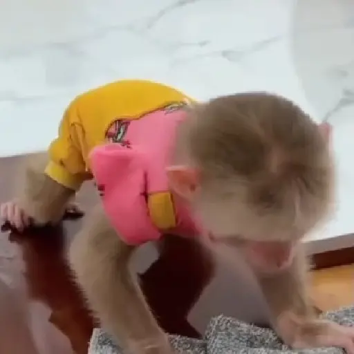 Monky reacciones  (cybvd6w89p)