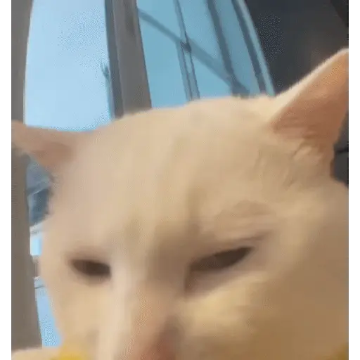 حيوانات مضحكة 🐾 (z6m43xr7y2)