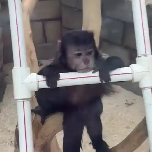 Monky reacciones  (rc8kwq7bfp)