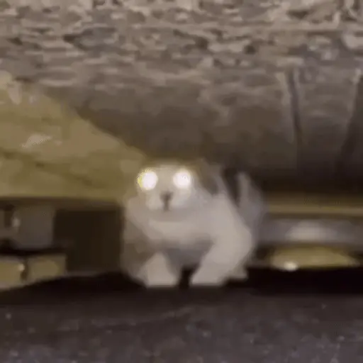 حيوانات مضحكة 🐾 (r37wzcyj5d)