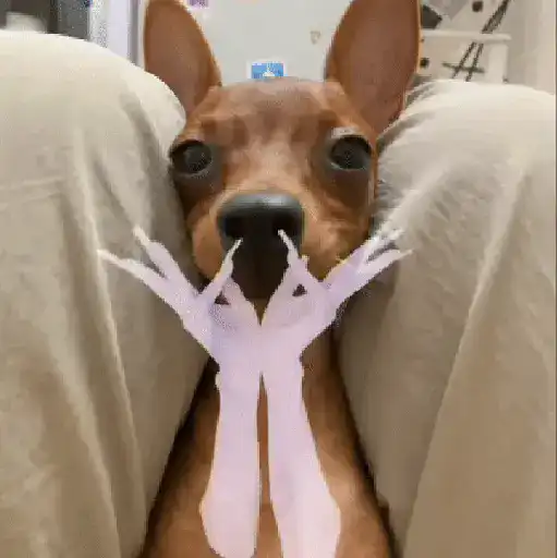 حيوانات مضحكة 🐾 (8m42nk63wp)