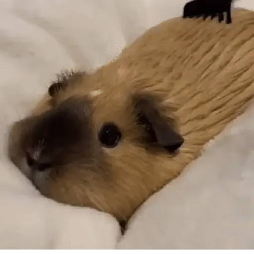 حيوانات مضحكة 🐾 (gfbvty8s7j)