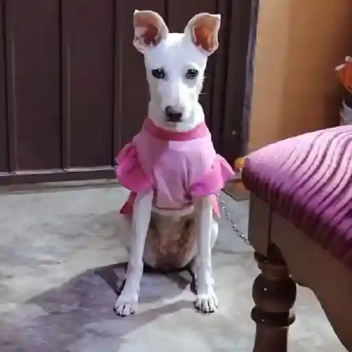 🔥TIKTOK RAMDON 2.0📲 (sjwygf7t64)
