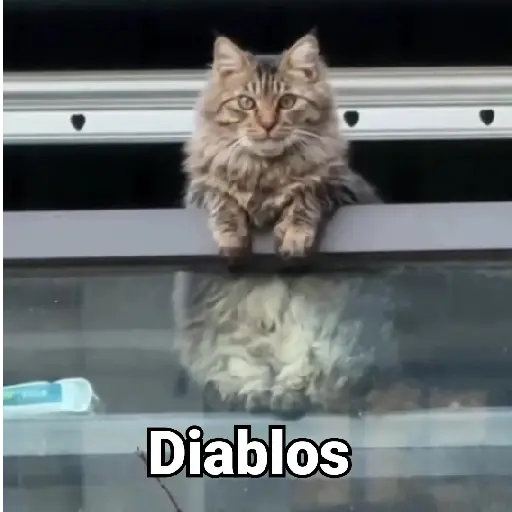 Gatitos Locos 2😼 (82rskjvgpd)