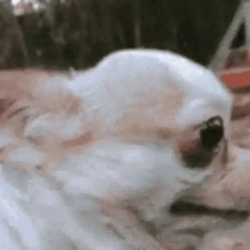 كلاب مضحكة (rbv2nwht9p)