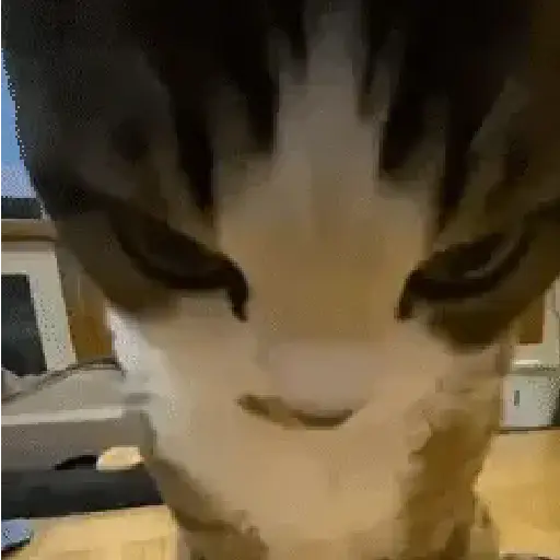 ✨💥ShiSpOST CaTS😹 (gbfnysm7dp)