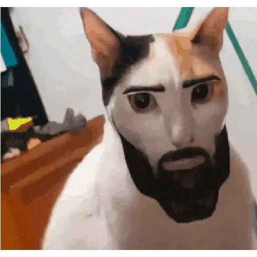 قط ذو لحية (vtxr5gwp78)