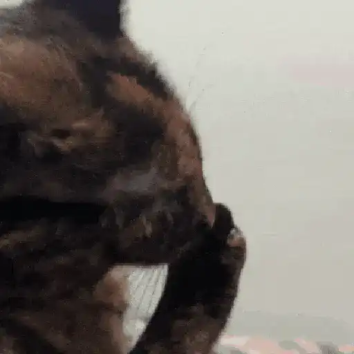 قط صدفي اللون (mg4zhrb5q6)