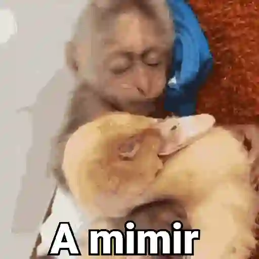 A mimir (cn3xw7phr5)