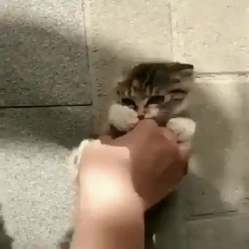[FUNNY FAILS]  ️ (c3my7brxdk)