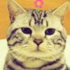 💫🐱Gatitos Graciosos🐱💫.MOV