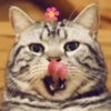 💫🐱Gatitos Graciosos🐱💫.MOV