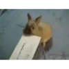 حيوانات مضحكة (thrsd8wmv6)