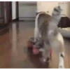 حيوانات مضحكة (qtmg62ks9f)