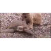 حيوانات مضحكة (yfpt3gn8dc)