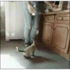 حيوانات مضحكة (fr6qctmznp)