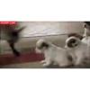 حيوانات مضحكة (j6dnr5x3zp)