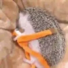 القنافذ لطيف (3y7xg2zc5j)