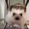 القنافذ لطيف (gq4n7hck3y)