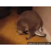raccoon