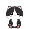 🐱Baby tuxedo cat 7🐾 (6dmns789pg)