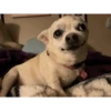 Chihuahuas
