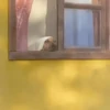 كلاب (z83krqjpvg)