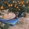 كلاب (tqg4mdcj5p)