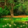 مناظر طبيعية جميلة 1 (d4pfx3hngw)
