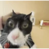 حيوانات مضحكة 🐾 (mg9fwtnxrh)