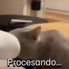 Funny Cats 🐱🐈‍⬛ (8rn54jhksv)