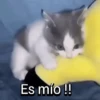 Funny Cats 🐱🐈‍⬛ (bgq3phkrd7)