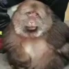 Monos traviesos  (yt97gnpm5c)
