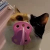 حيوانات مضحكة 🐾 (8ykj6x24hw)