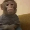 Monos traviesos  (2sjpzx7hnw)